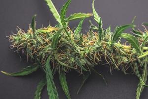 plante de cannabis macro gros plan, bourgeon de marijuana médicale. vue de dessus des mauvaises herbes sur le bureau photo