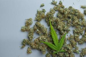 feuille de cannabis verte sur fond de cannabis avec espace de copie. vue de dessus sur les mauvaises herbes photo