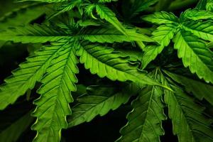herbe de cannabis biologique à usage médical. feuilles de marijuana avec thc et cbd. photo