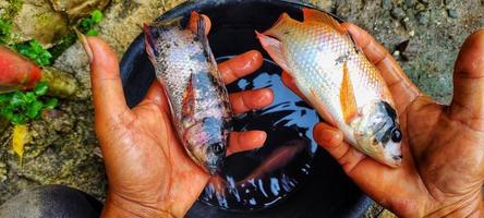 homme tenant deux poissons oreochromis niloticus. photo