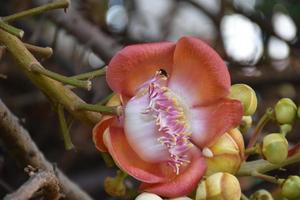 fleur de boulet de canon. cette plante est liée à l'histoire du bouddhisme et pousse généralement dans la région des temples thaïlandais. photo