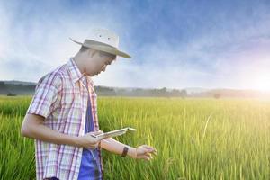 un adolescent asiatique en chemise à carreaux porte un chapeau, se penche et tient une oreille de riz pour vérifier la qualité du riz et pour stocker les détails dans sa tablette dans la rizière locale, projet de riz des enfants. photo