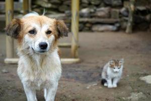 petit chaton et chien sont deux meilleurs amis photo