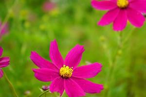 fleur fraîche de cosmos en fleurs dans le village décalé du nord du bengale photo