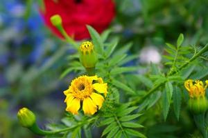 fleur de souci jaune blomming fraîche dans le village décalé du nord du bengale photo