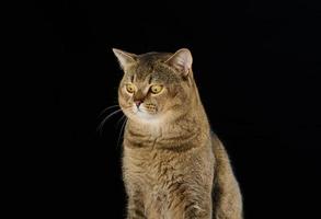 Portrait d'un chat droit écossais gris adulte sur fond noir photo