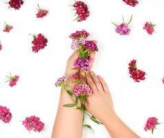 mains féminines avec une peau lisse et des bourgeons d'un oeillet turc en fleurs photo