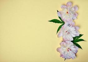 tête de pivoine blanche en fleurs photo