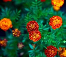 soucis en fleurs dans le jardin photo