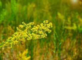 fleurs sauvages en fleurs jaunes un jour d'été photo