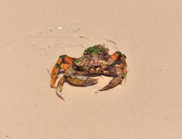 crabe de mer au bord de la mer photo