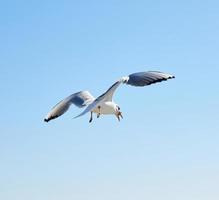 la mouette blanche vole dans le ciel photo