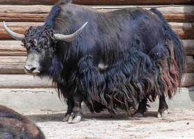 grand jour d'été de yak photo