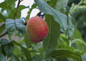 pêches biologiques sur une branche d'arbre photo