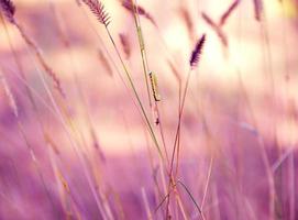 chenilles sur les tiges d'herbe photo