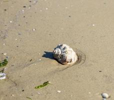coquillage sur le rivage sablonneux de la mer noire photo