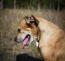 tristes pit-bulls américains assis sur la nature photo