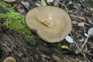 champignon sur un vieux hic photo