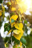 branche d'un bouleau aux feuilles jaunes et vertes photo