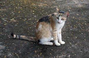 Le chat calicot se compose de 3 teintes principales, orange, noir et blanc, mais les trois teintes ont une intensité et une légèreté différentes. cela fait du monde deux chats tricolores avec le même motif. photo