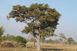 grand arbre dans le champ photo