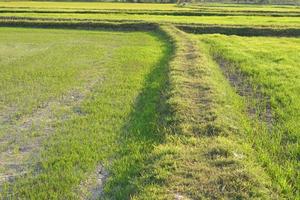 beau riz vert en contre-saison afin de produire un prix élevé photo