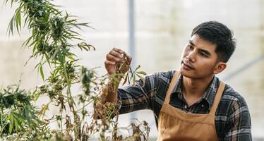 portrait d'un chercheur de marijuana homme asiatique déçu vérifiant la plantation de cannabis de marijuana dans une ferme de cannabis, cannabis agricole commercial. concept d'entreprise de cannabis et de médecine alternative. photo