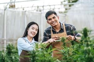 portrait d'une femme et d'un homme asiatiques chercheur de marijuana vérifiant la plantation de cannabis de marijuana dans une ferme de cannabis, cannabis agricole commercial. concept d'entreprise de cannabis et de médecine alternative. photo