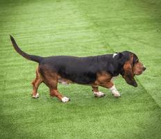 adulte brun basset hound photo