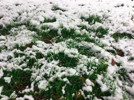 herbe verte couverte de neige en automne photo