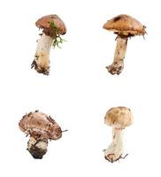 champignons comestibles crus frais forestiers suillus luteus photo