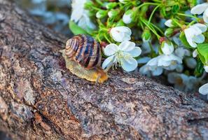 escargot assis sur un tronc d'arbre cerisier photo