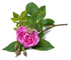 bouton de rose rose en fleurs avec des feuilles vertes sur fond blanc, belle fleur, gros plan photo