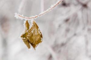 feuilles d'hiver couvertes de neige et de givre photo