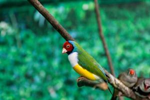 beaux oiseaux guldova amadina erythrura gouldiae assis sur une branche photo