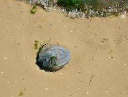 méduses mortes éjectées par les vagues photo