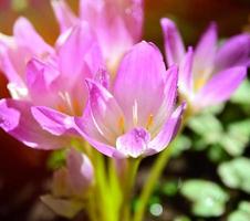 Crocus à fleurs roses dans les rayons d'un soleil éclatant photo