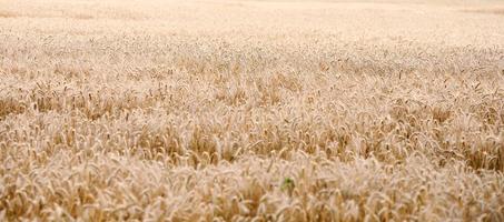 champ avec du blé mûr jaune un jour d'été. bonne récolte, bannière photo