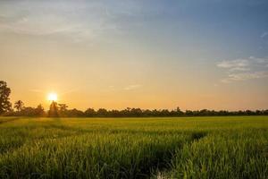 champ de riz au lever du soleil