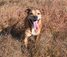 pit-bulls américains marchant sur la nature photo