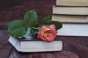 rose jaune repose sur le livre photo