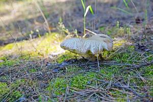 champignon blanc dans la forêt parmi la mousse verte photo