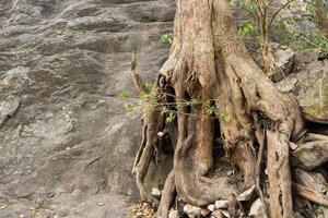 arbre sur le rocher photo