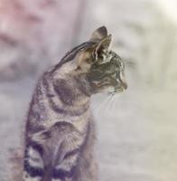 jeune chat tigré gris photo