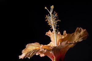 gros plan de fleur d'hibiscus photo