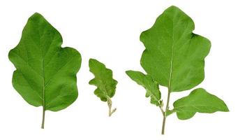 ensemble de feuilles vertes fraîches d'aubergine isolées sur fond blanc, photo