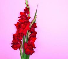 bouquet de glaïeuls rouges photo