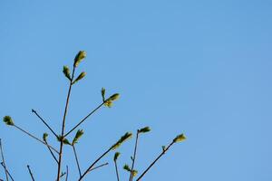 branches d'arbres avec ciel bleu photo