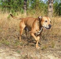 edhead pit-bulls américains photo