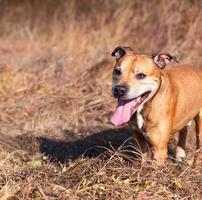 Portrait de pit-bulls américains à l'extérieur, jour d'été photo